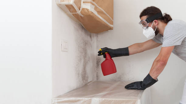 Professional Attic Mold Remediation technician working in Salem, MA