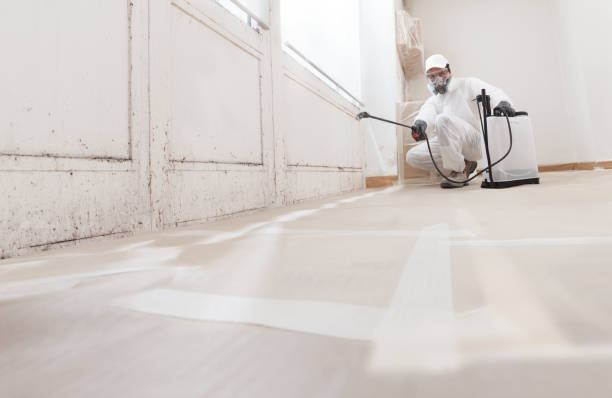 24/7 Emergency Attic Mold Remediation experts in Salem, MA